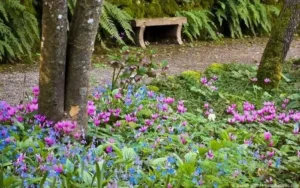 cyclamen grow a garden